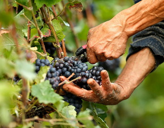 Чорна плямистість позначається на врожайності винограду